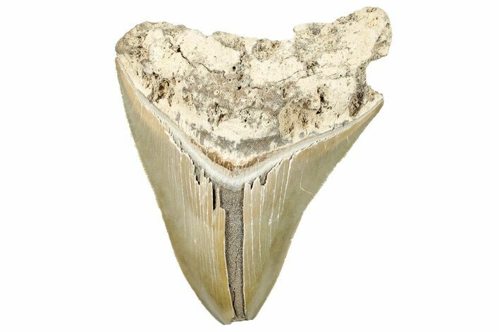 Bargain, Fossil Megalodon Tooth - Serrated Blade #294686